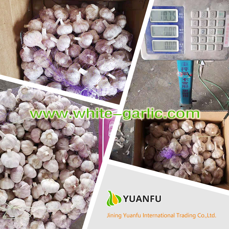 garlic sellers garlic sellers